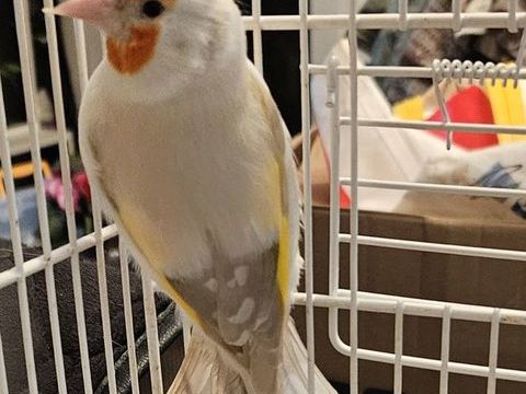 Canari de mutation opale 230 33140 Villenave-d'ornon