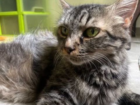 Chat GRÂCE à la réservation 180 07150 Vallon-pont-d'arc