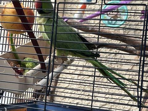 Perruche &agrave; collier 30 93200 Saint-denis