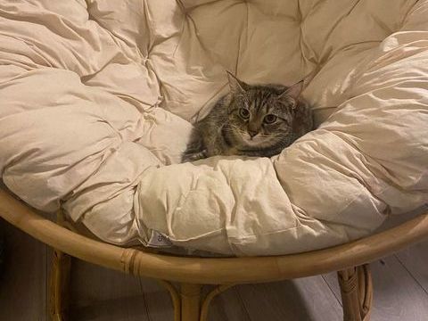 BIANCA la discrète à l'adoption 290 92290 Chtenay-malabry