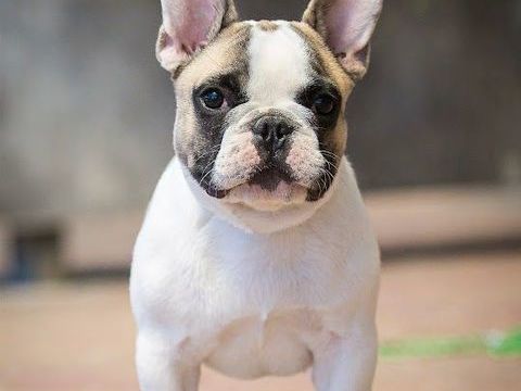 étalon fauve et blanc 3000 18220 Morogues