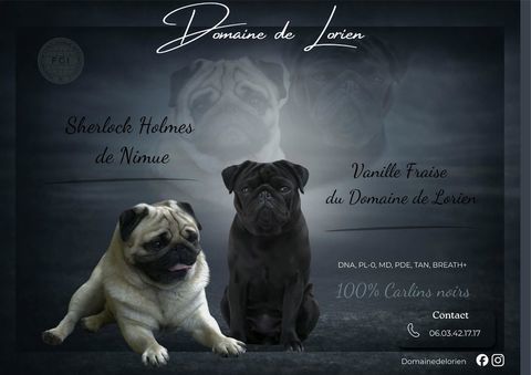 Carlins noirs LOF 2000 32230 Marciac