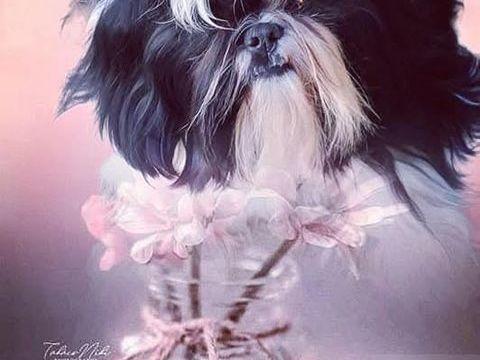Disponible M&acirc;le Shih Tzu pour saillie 500 02120 Tupigny