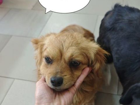 Ancolie &agrave; l'adoption 300 44000 Nantes