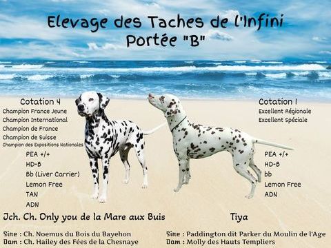 chiots Dalmatien 1400 77560 Courchamp