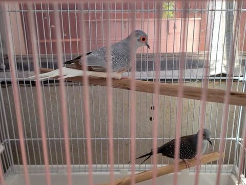 Recherche  oiseaux 30 64220 Saint-jean-pied-de-port