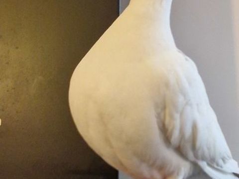 jeune colombe femelle apprivois&eacute;e 10 75011 Paris