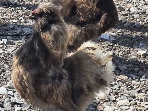 1 coq silkie chocolat 10 71360 Épinac