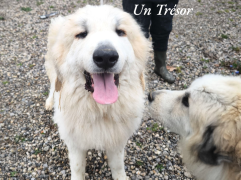 Montagne des Pyrénées dit patou 0 34130 Lansargues