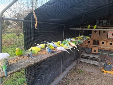 Particulier perruches et Callopsittes 15 01350 Lavours