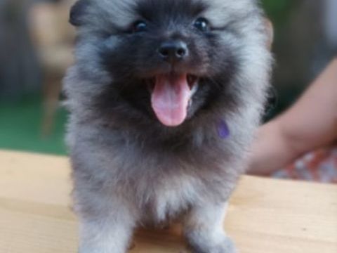 Spitz loup keeshond  600 82800 Bruniquel
