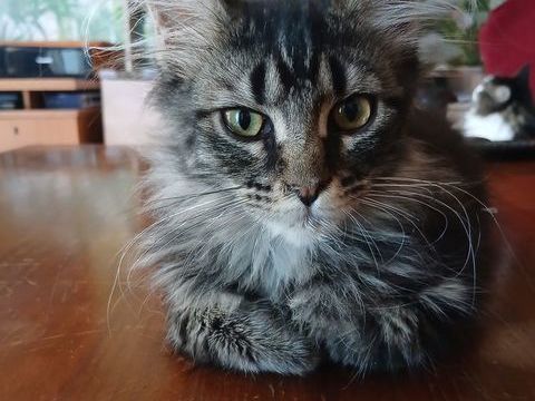 Chatons maine coon 1200 