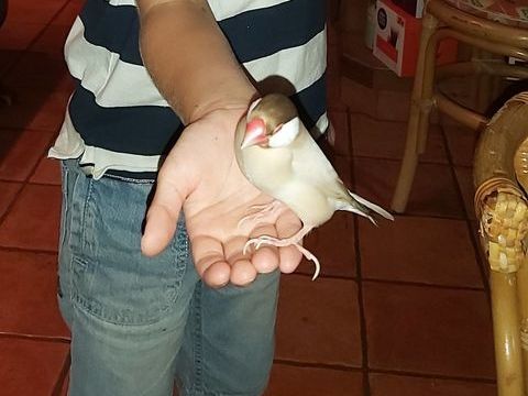 Recherche Padda de Java 0 16390 Saint-sverin