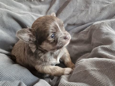 A r&eacute;server bebes chihuahua 800 62300 Lens