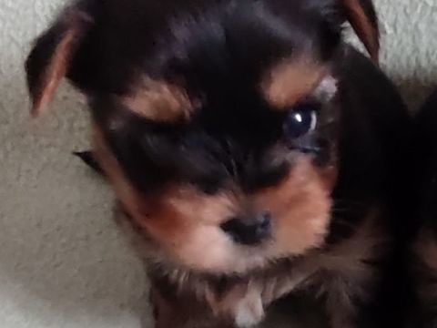 A réserver bébé femelle LOF petit gabarit 2500 33710 Lansac