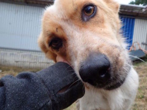 Pamela &agrave; l'adoption 300 69004 Lyon