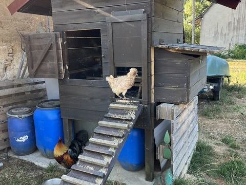 ? Poulailler tr&egrave;s r&eacute;sistant fait maison. 500 71290 Loisy