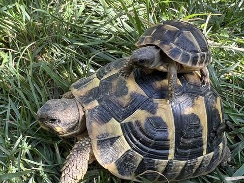 Tortue de terre (Essonne 91) 70 91620 La ville-du-bois