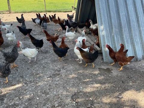 Poules pondeuses pure race 15 45120 Corquilleroy