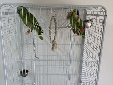 Couple perroquet amazone 1600 93150 Le blanc-mesnil