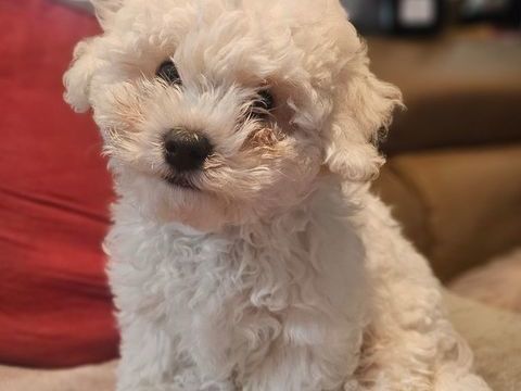 CHIOT FEMELLE BICHON FRISE LOF 1200 64110 Rontignon
