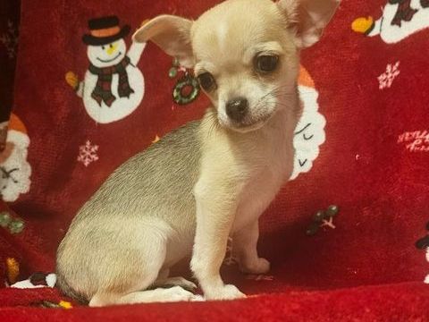 chihuahua 650 31230 Montbernard