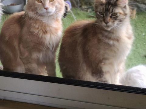Deux  merveilles maine coon LOOF 1200 59600 Maubeuge