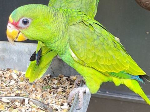 Amazone front blanc nana 0 41400 Montrichard