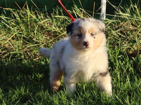 CHIOTS BERGER AUSTRALIEN À RÉSERVER - DISPONIBLES POUR NOËL 1100 71110 Cron