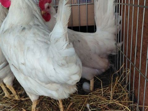 Poules pondeuses leghorn 15 03470 Montay-sur-loire