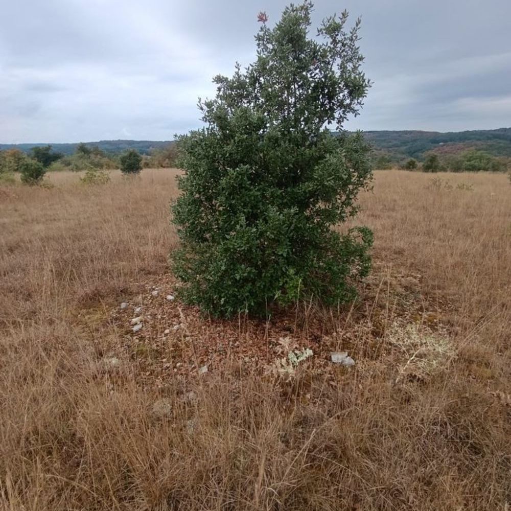 Vente Terrain Terrain truffier - 4.8Ha Thédirac
