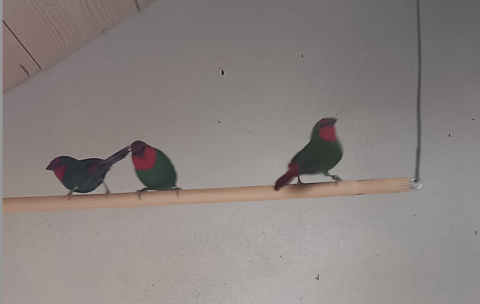 Papes de Nouméa 30 49410 Saint-florent-le-vieil