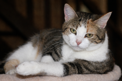 ANOUKI FEMELLE TIGRE BLANC 1 AN /2 195 92260 Fontenay-aux-roses