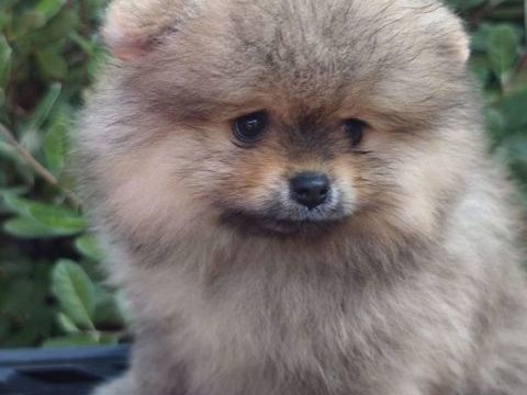 2 chiots Spitz Petit LOF 2000 37530 Mosnes