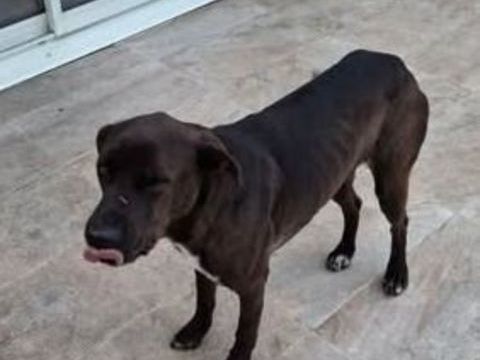 Chien BOUNTY &agrave; l adoption 250 07300 Cheminas