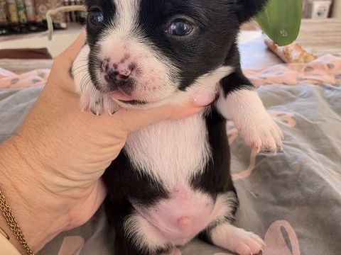 Pomchi 950 06670 Castagniers