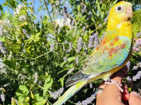Très Belles Perruche à Croupion Rouge EAM Bagués 2025 90 94450 Limeil-brvannes