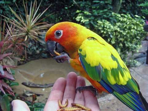 Conure Soleil (Aratinga solstitialis) 400 59000 Lille