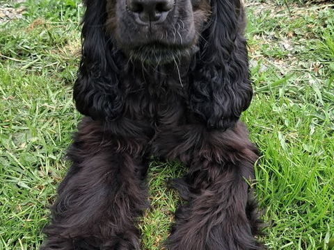 chiots cocker anglais 600 53390 Saint-aignan-sur-roë
