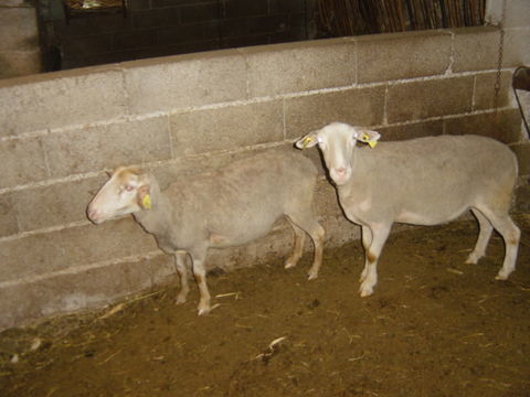 Brebis et agnelles 80 30000 N�mes