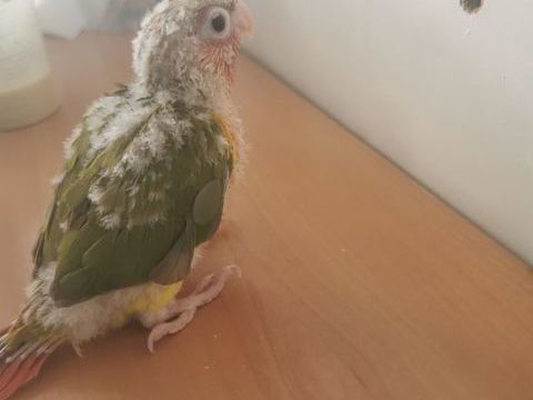 Jeunes Conures suncheek eam de 2025
160 94500 Champigny-sur-marne