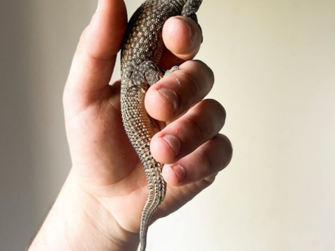 Divers reptiles en vente 100 56130 Théhillac
