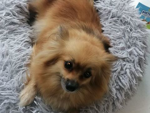 spitz femelle  adulte 280 17400 Saint-denis-du-pin