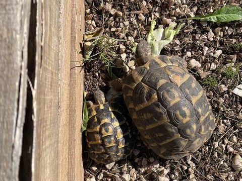 TORTUES TERRESTRES DYNAMIQUES 110 77165 Cuisy