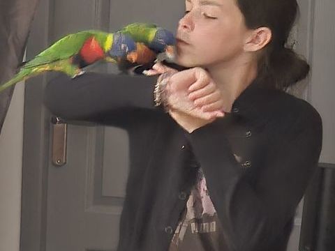 Couple de Loriquets 700 30900 Nimes