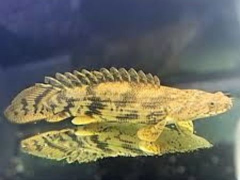 3 Polypterus Ansorgii 180 60320 Saint-sauveur