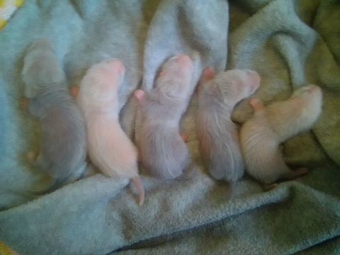 Furetons à vendre au sevrage 150 40630 Trensacq