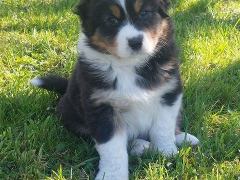 Chiots berger Australien LOF 900 31160 Aspet