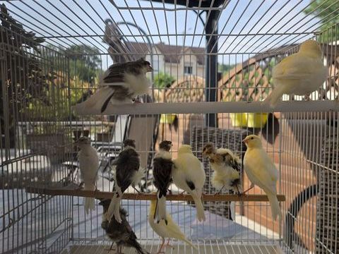 canari 25 62800 Liévin