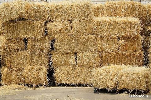 Petits ballots de paille 2 59380 Bergues